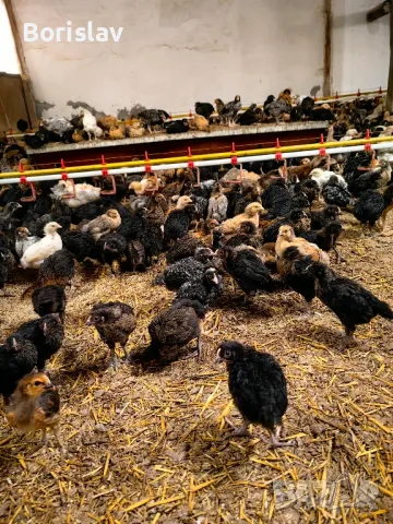 Супер Харко 1 месец Ивански