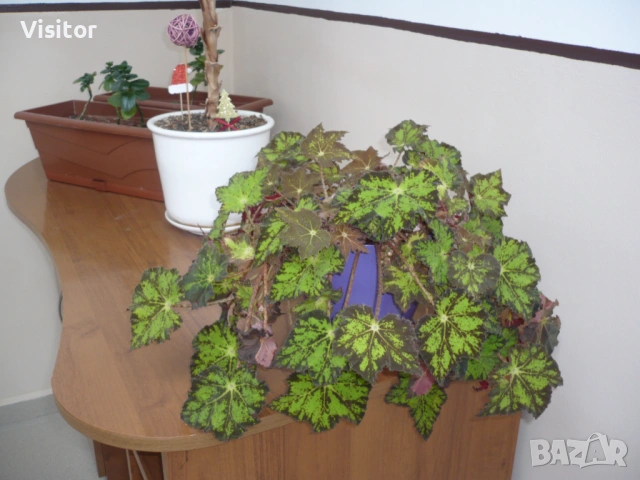 Panasonic Lumix DMC-FX10 , снимка 14 - Фотоапарати - 53669103