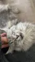 Maine coon чистокръвни, снимка 12