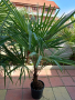 трахикарпус студоустойчиви палми 1.20–1.50, снимка 4
