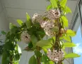 Продавам Хоя карноза, снимка 2