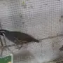 Различни видове екзотични птици , снимка 8