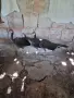 Пауни спалдинги, снимка 4