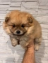 Померан , снимка 1