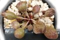 Адромисхус (Adromischus cristatus clavifolius Indian Clubs), вкоренено сукулентно растение, снимка 1 - Стайни растения - 41434932