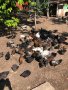 Големи КАТУНСКИ пилета, снимка 1 - Кокошки и пуйки - 41337228