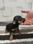 пинчер момче , снимка 1