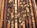 Пчелни семейства, ДБ, снимка 1 - За пчели - 39910963