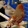 продавам изложбени зеброви амадини, снимка 2