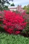 Oгнен храст - Euonymus alatus, снимка 6