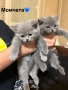 Уникални британски котенца , снимка 3