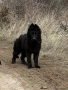 Черна немска овчарка , снимка 1