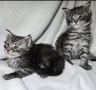 Чистокръвни Мейн Куун котенца , снимка 3