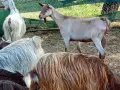 свободни 6 кози + 2 ярета , снимка 5