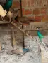 Продавам мъжки и женски пауни, снимка 3