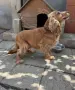Кокер шпаньол мъжки, снимка 3