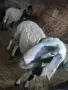 Овен на две години , снимка 1