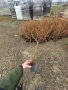 Боровинки сорт ТОРО 3 годишни, снимка 2