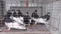 Ямболски Акмани , снимка 5