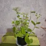 Лечебна Дебела Мара комплект , снимка 10