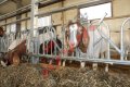 Хранителни решетки със заключващ механизъм за овце и кози, снимка 10