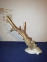 Стари глигански зъби-бивни,глиги и рога от саръндаци, млади елени, снимка 13