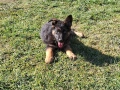 малки немски овчарки, снимка 12