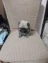 Mini Pomeran, снимка 1