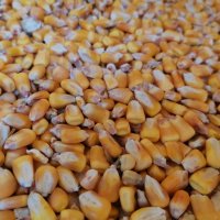 Бали люцерна, слама и сено , царевица, снимка 2 - За селскостопански - 33550996