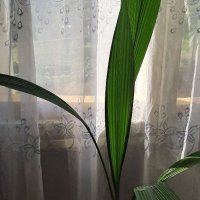 ПАЛМОВА ТРЕВА Molineria - Височина 150 см, снимка 1 - Стайни растения - 41975743