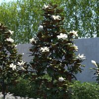 Магнолия Грандифлора (Вечнозелена), снимка 1 - Градински цветя и растения - 41378647