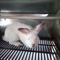 PVC дъна за зайци, снимка 4 - Други животни - 34209127