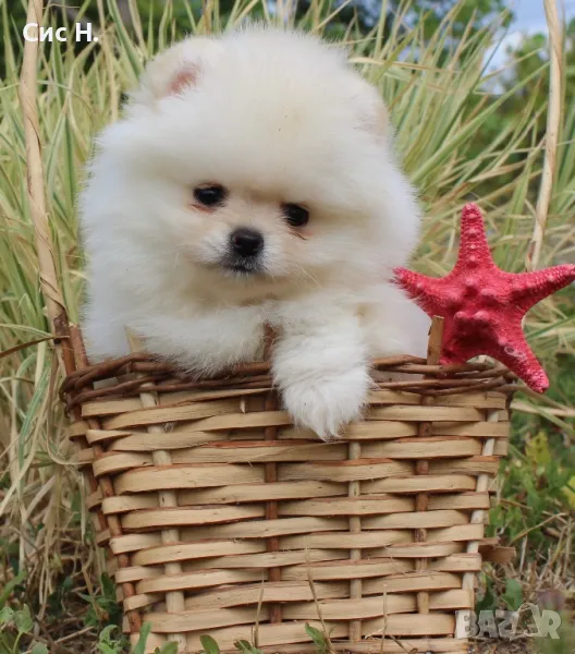 Померан мини мече, снимка 1