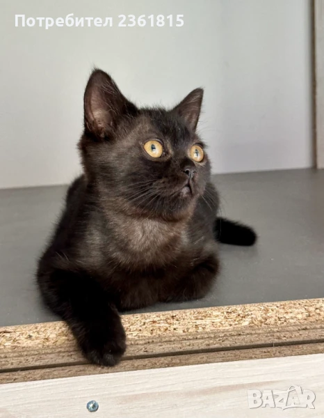 Черната пума - шоколадово британче, снимка 1