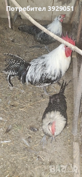 Продавам ярки и Петли Сребърен Бракел, снимка 1