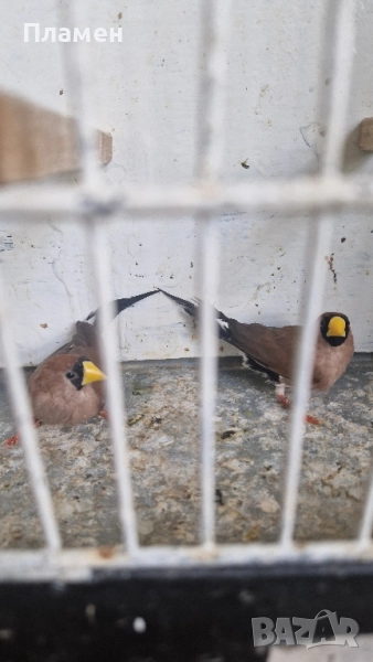 Маскови амадини , снимка 1