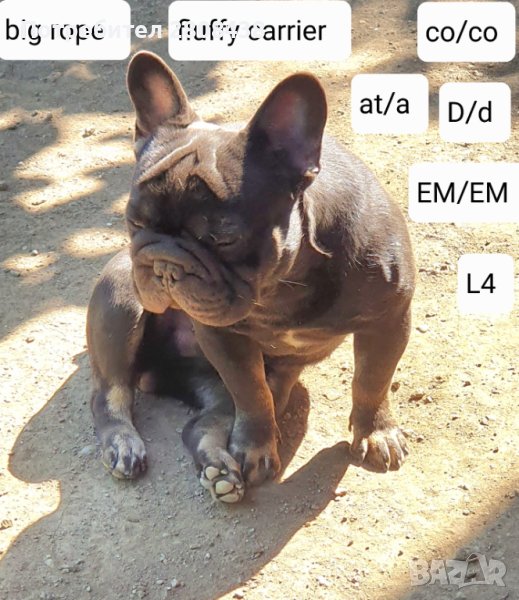 Френски булдог за разплод , снимка 1