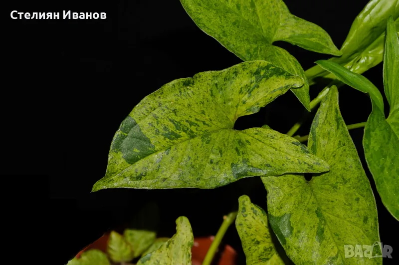 Сингониум 'Мохито' (Synonium 'Mojito'), снимка 1