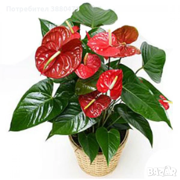  красиво домашно цвете, снимка 1