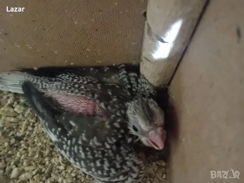 Продавам малки корелки, снимка 1