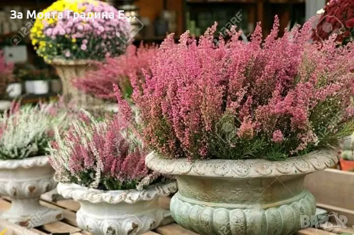 Ерика , снимка 1