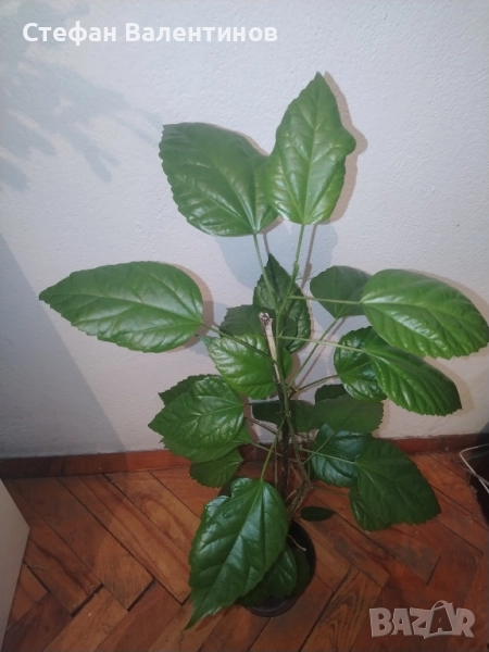 Хибискус/китайска роза, цъфти с едри червени кичести цветове, снимка 1