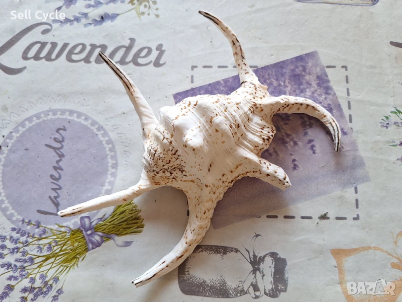 ✅ГОЛЯМА РАКОВИНА ОТ МОРСКИ ОХЛЮВ ❗, снимка 1