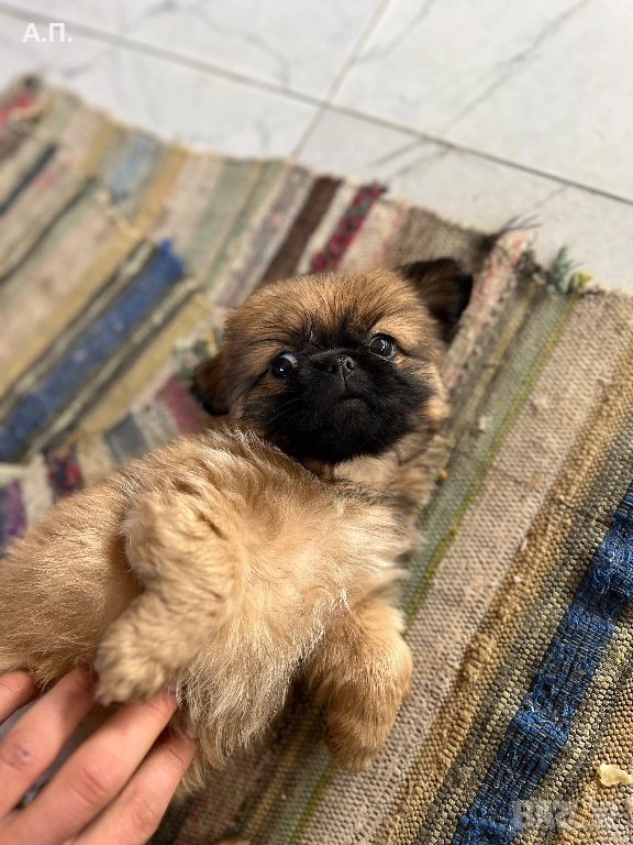 Продавам женски чистокръвен пекинез, снимка 1