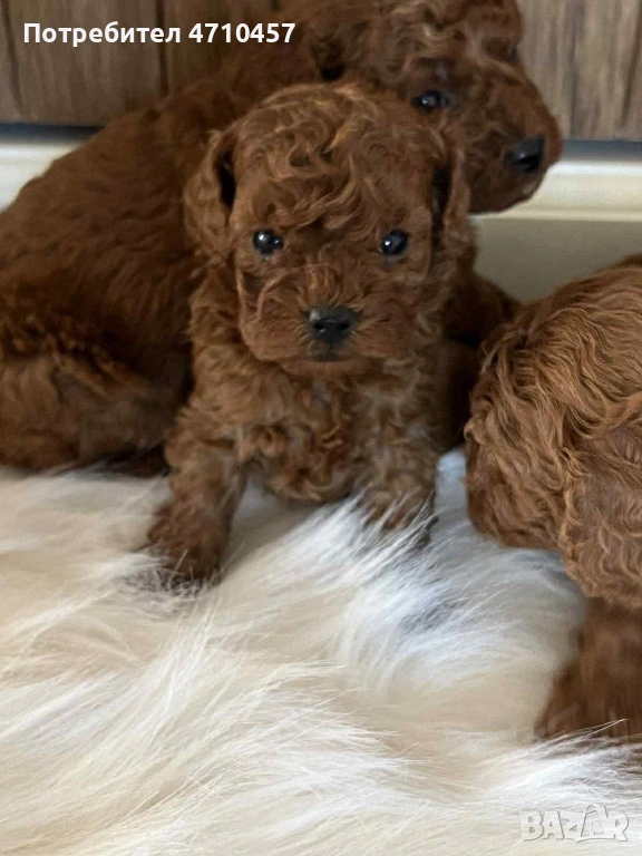  Пудел той момченца и момиченца, снимка 1