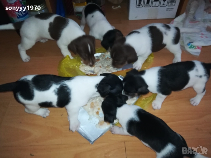 JACK RUSSELL-БЕБЕТА ДЖАК РЪСЕЛ 1609250639, снимка 1