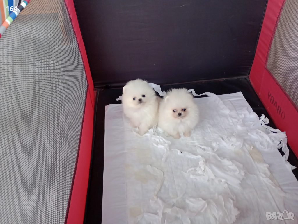 Мини Померани Миниатюрни минита. Момиченце и момченце. Снимки от 24.12.25 г. , снимка 1