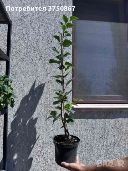 🌸🍀 Люляк (Syringa) , снимка 1