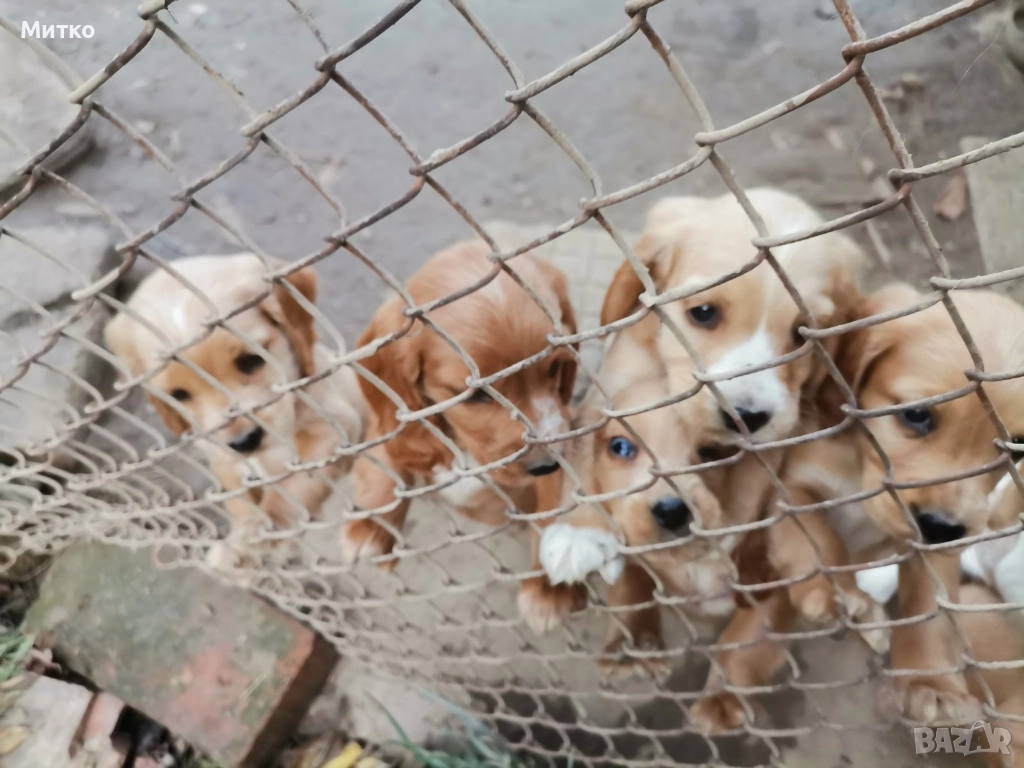 Кокер шпаньол, снимка 1