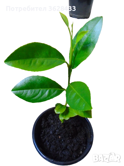 Цитрусови растения млади мандаринови дръвчета, снимка 1